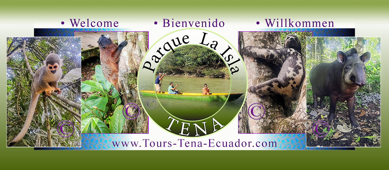 Tena Adventure Tours ... Animals of the Amazon Jungle